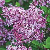 2 Lilac Bushes Trees Live Plants 8-12 Inches Tall, Well Rooted in Quart Pot, Fragrant Spring Flowering Outdoor Plant (Light Pink-Purple Lilac Shrub)