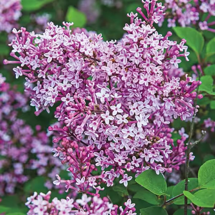 2 Lilac Bushes Trees Live Plants 8-12 Inches Tall, Well Rooted in Quart Pot, Fragrant Spring Flowering Outdoor Plant (Light Pink-Purple Lilac Shrub)