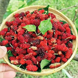3 Years Old Red Mulberry Tree Live Plant, Ready to Bear Fruit, High Yielding, Zones 9-11, Size 2-3 Feet