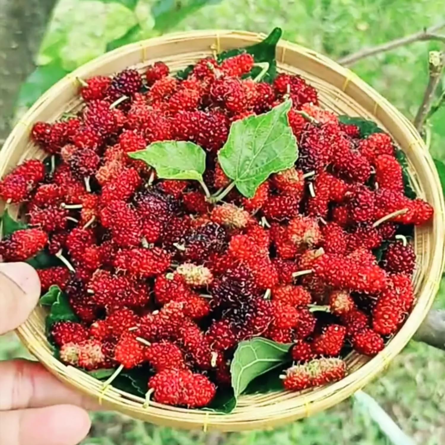 3 Years Old Red Mulberry Tree Live Plant, Ready to Bear Fruit, High Yielding, Zones 9-11, Size 2-3 Feet