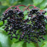 Elderberry Plants Live for Planting, Black Elderberry Tree in 1 Gallon Pot, 2-3 Feet Tall, Edible Fruit for Outdoor Garden