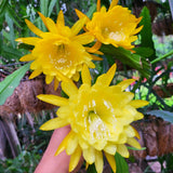 Epiphyllum Orchid Cactus Live Plant, 2 Plants Per Pot, Blooming Orchid Cactus for Indoor or Outdoor Growing (Yellow Epiphyllum)