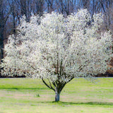 White Dogwood Tree Live Plant 1 Year Old in Quart Pot, 6-12" in Tall, Dormant in Winter, Spring Blooms