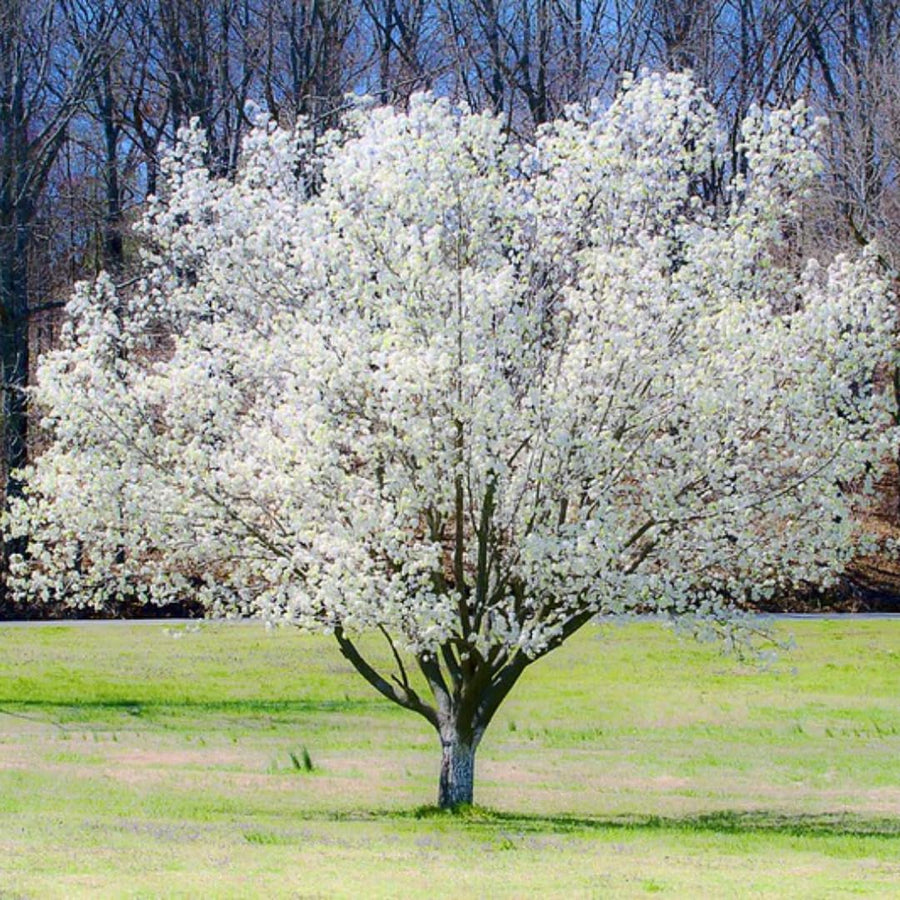 White Dogwood Tree Live Plant 1 Year Old in Quart Pot, 6-12" in Tall, Dormant in Winter, Spring Blooms