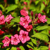 Pink Weigela Plant Pot, 6 to 9 Inc Tall, Weigela Live Plant, 4 Inc Pot, Live Weigela Plant for Garden