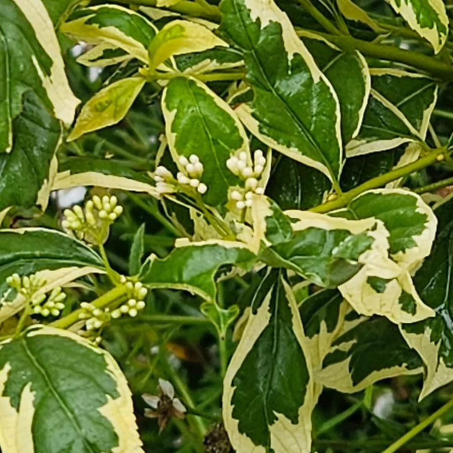 Rare Variegated Beautyberry Tree Live Plant, 4-5 Inches Tall, Variegated Beautyberry Shrub for Outdoor Garden and Landscape Growing
