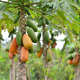 Dwarf Papaya Tree Live Plant 8-12 Inches, Sweet Papaya Plant Starter in Half Gal Pot, Ready to Grow, Outdoor Garden Planting