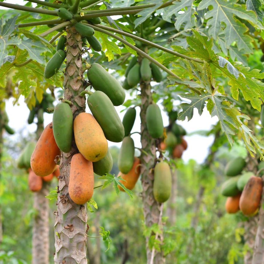 Dwarf Papaya Tree Live Plant 8-12 Inches, Sweet Papaya Plant Starter in Half Gal Pot, Ready to Grow, Outdoor Garden Planting
