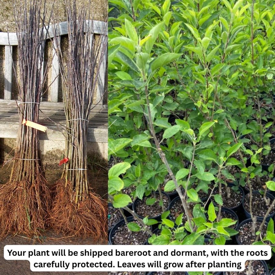 Gala Apple Tree Live Plant for Planting, Bareroot, 2-3 Feet Height, Apple Plant Live for Planting, Live Apple Tree Plant, Sweet Apple Fruit Tree, Dormant