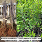 Gala Apple Tree Live Plant, Sweet Apple Plant Live for Planting, Bareroot, Apple Fruit Tree, 2-3 Feet Tall, Dormant in Winter