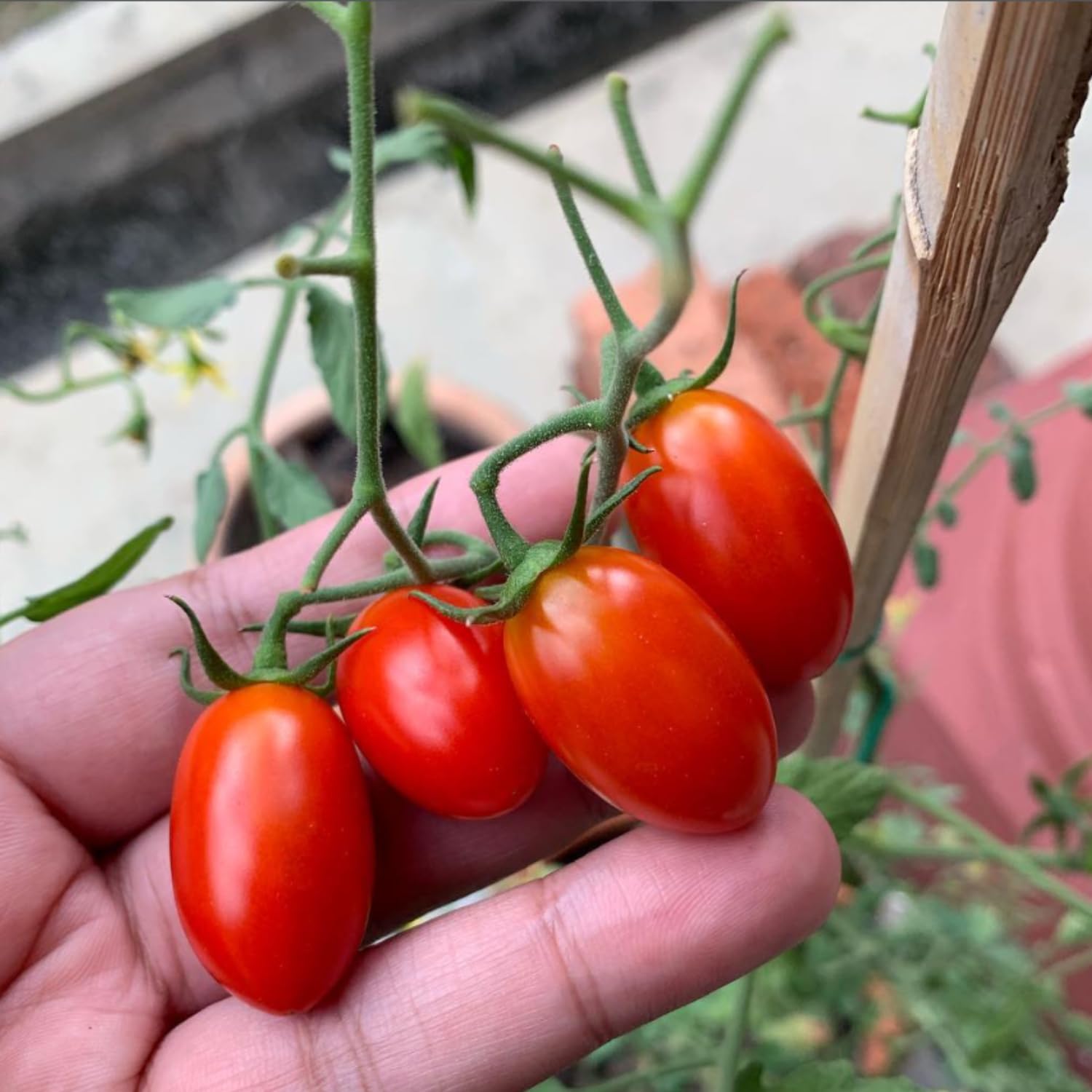 Tomato Cherry Red Plant Live, Vegetable Live Plant in 4'' Pot, 8-10 Inches Tall, Outdoor Growing
