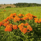 2 Butterfly Milkweed Plants Live, Asclepias Tuberosa Plant, Orange Milkweed Flower Plant for Planting Indoor Outdoor Garden