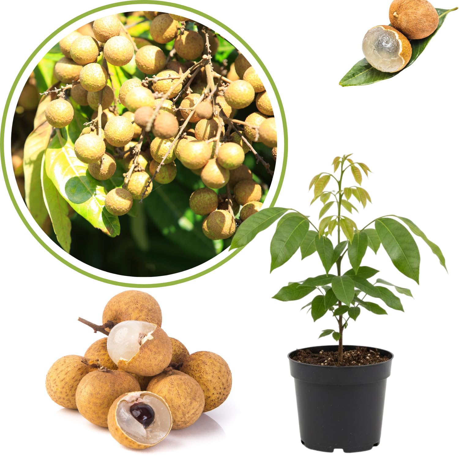 Longan Tree Live Plant, 8-10 Inches Tall in 4 Inch Pot, Tropical Fruit Tree for Indoor or Outdoor Growing