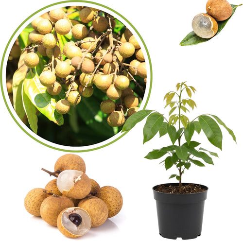 Longan Live Plant, Tropical Fruit Tree, 8-10 Inch Tall, 4 Inch Pot