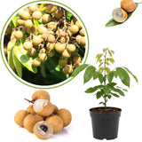 Longan Tree Live Plant, 8-10 Inches Tall in 4 Inch Pot, Tropical Fruit Tree for Indoor or Outdoor Growing