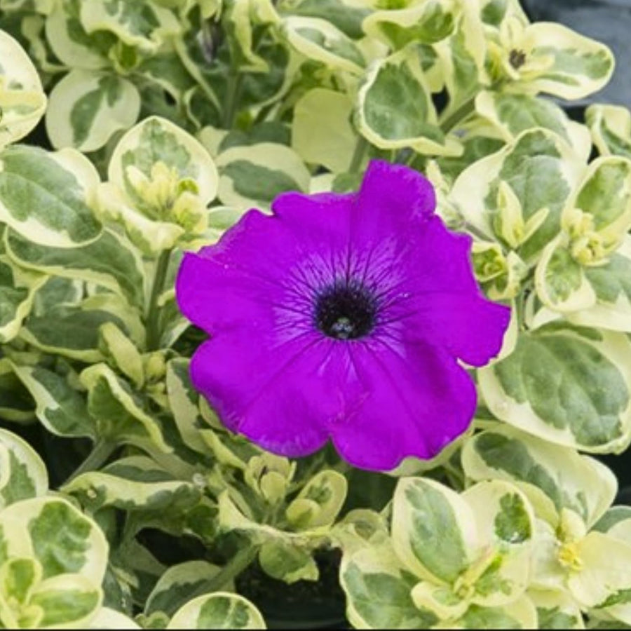 2 Petunia Live Plants, Variegated Lavender Grape Petunia Flowers, Live Petunias Plants Outdoor Indoor, 5-9 Inch Tall