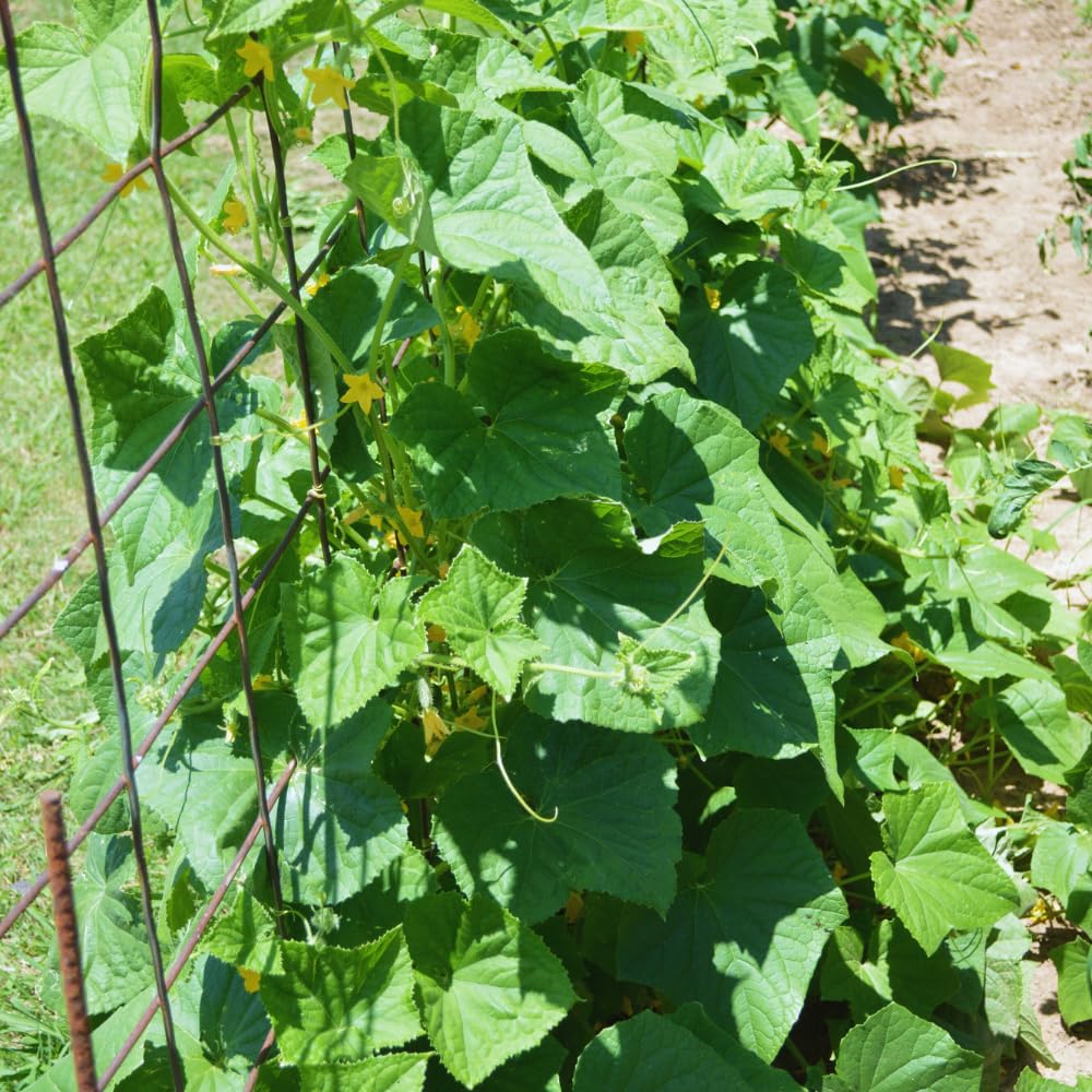 Chayote Squash Plant Live, Vegetable Live Plant, 5 Inc Pot, Green Chayote Squash Starter Plant