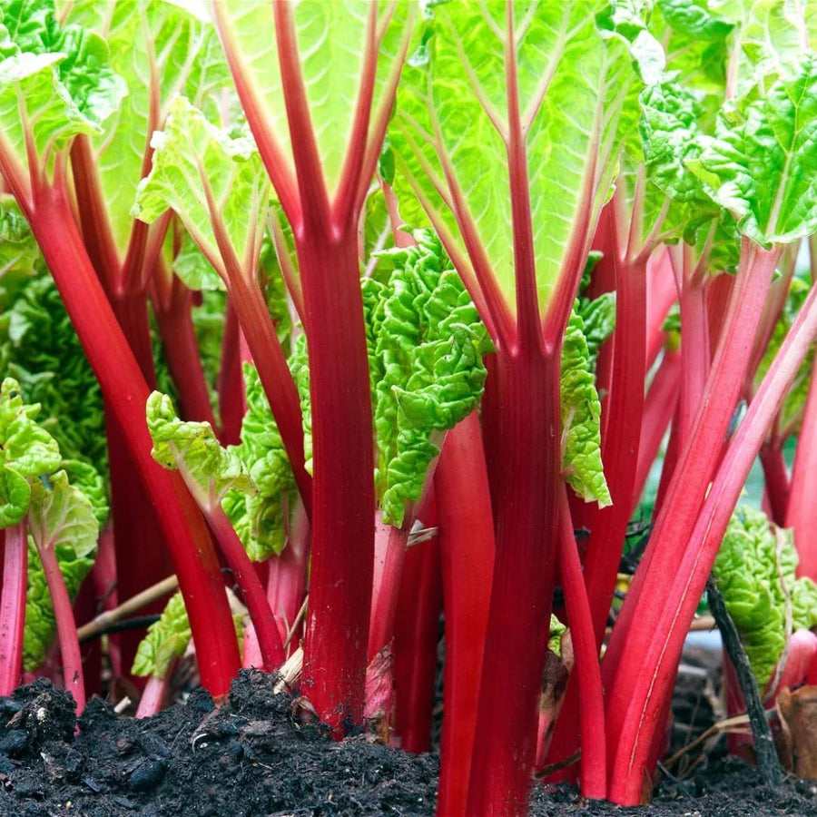 5 XL Size Rhubarb Crowns for Planting, Fast-Growing, Rhubarb Root Division Plant, High Yield, Rich Flavor, Red Stalks