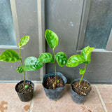 Jackfruit Tree Live Plant, 10 Inc Tall, Live Jackfruit Plant for Gardening