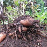 Set 4 Yacon Plants Live, Ground Apple Yacon Live Plants, 4-8 Inc Tall, Yacon Vegetable Home Garden