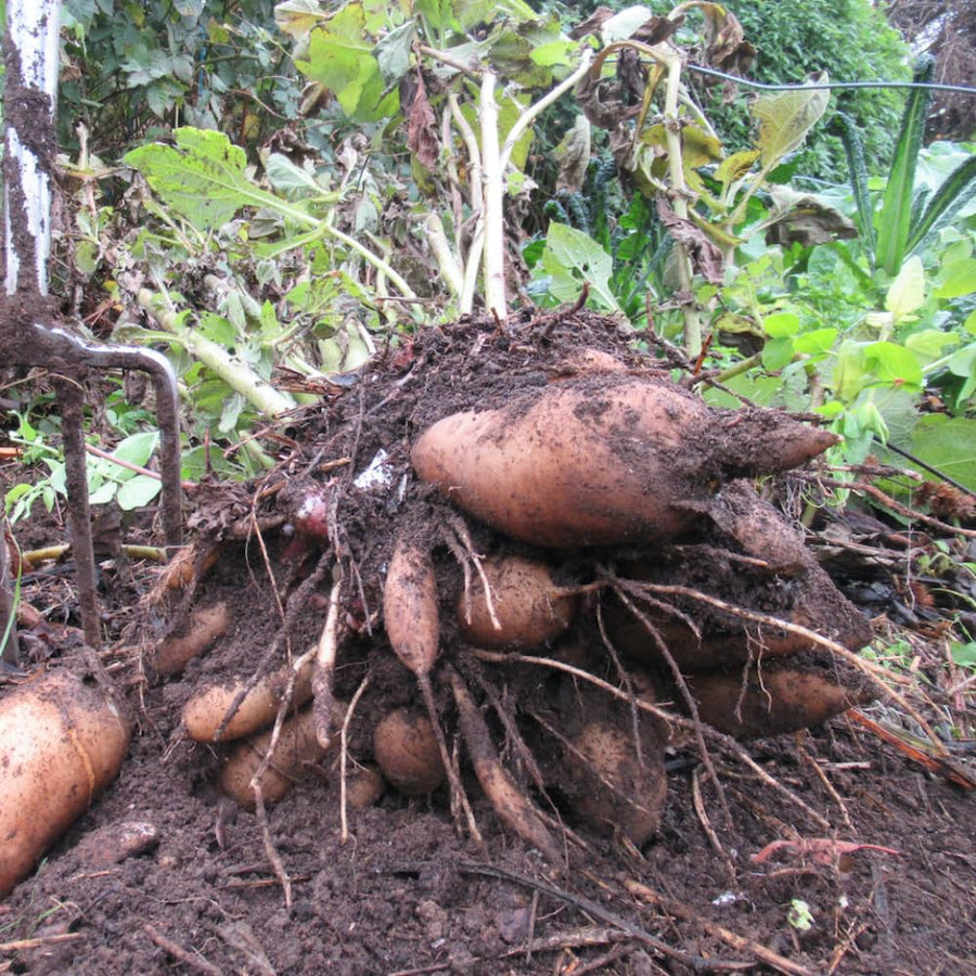 Set 4 Yacon Plants Live, Ground Apple Yacon Live Plants, 4-8 Inc Tall, Yacon Vegetable Home Garden