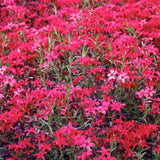 Set 2 Red Creeping Phlox Live Plants, Creeping Phlox Plants Perennial, Groundcover Hardy Flower Plants for Growing Outdoor, No Pot, Size 4 Inch Pot