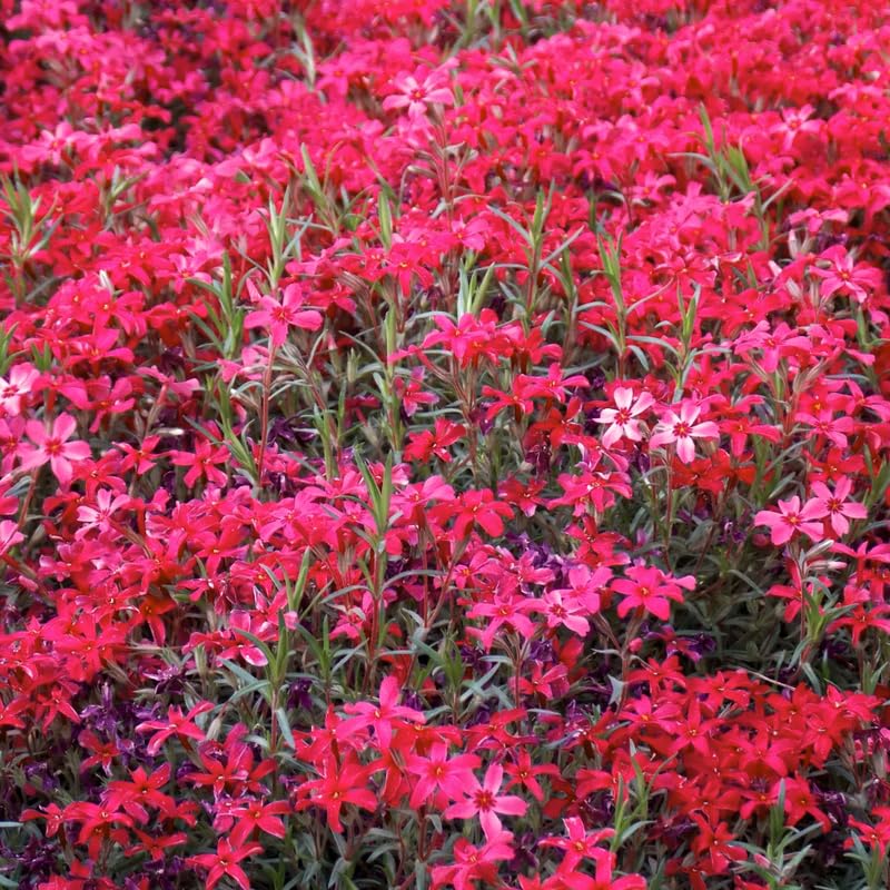 Set 2 Red Creeping Phlox Live Plants, Creeping Phlox Plants Perennial, Groundcover Hardy Flower Plants for Growing Outdoor, No Pot, Size 4 Inch Pot