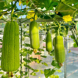 Pack 70 Luffa Sponge Gourd Seed for Planting, Luffa Vegetable Seeds for Planting, Loofah Seed