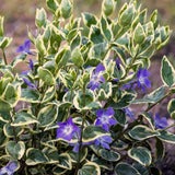 Pack 36 Variegated Vinca Plants Live, Climbing Vinca Minor Vine, Periwinkle Plants Live Ground Cover for Planting Outdoors, from 6 Inc Tall