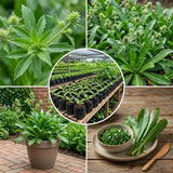 Culantro Herb Plant Live, Tropical Culantro Herb, 4 Inches Tall in 4 Inch Pot, Edible Plant for Home Garden