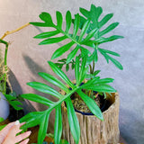 2 Random Philodendron Live Plant 5-9" Tall, Rare Tropical Indoor Houseplant Home Garden