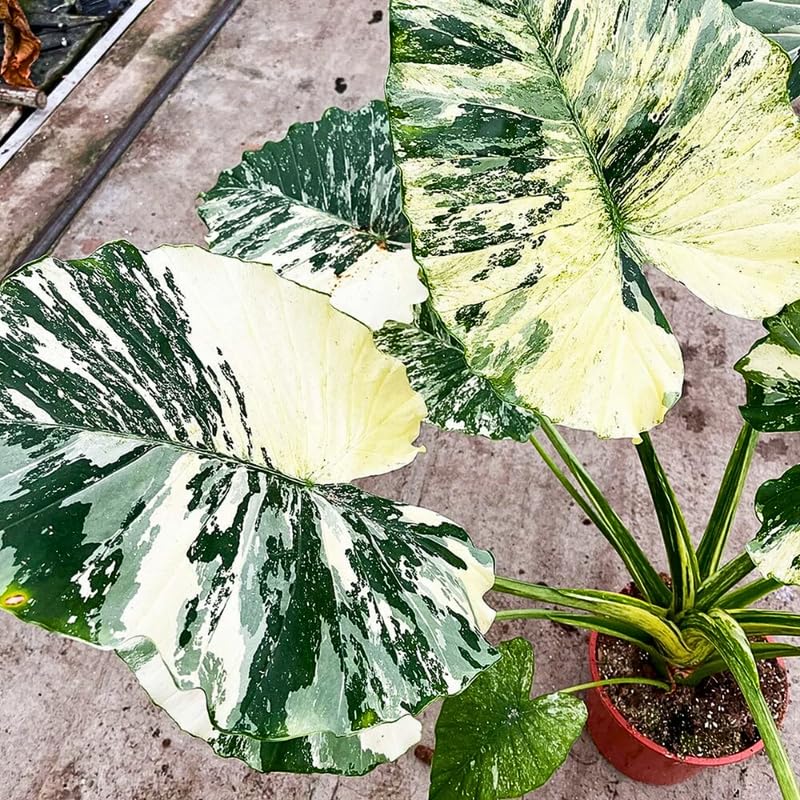Alocasia Plant Live, Rare Elephant Ear Plant Indoor in 4 Inch Pot, Tropical Foliage, Compact Houseplant for Office, Room and Home Décor - Giant Variegated