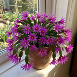 Purple Easter Cactus Plant Live, Vibrant Blooming Cactus, 6'' Tall in 4 Inches Pot, Holiday Cactus, Flowering Succulent for Indoor Outdoor Planting