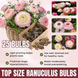 Ranunculus Bulbs, 25 Ranunculus Bulbs, French Peony Style Buttercup Corms, Spring Blooming Garden Flowers, Vibrant Flower Plant (Rare Pink Ranunculus)