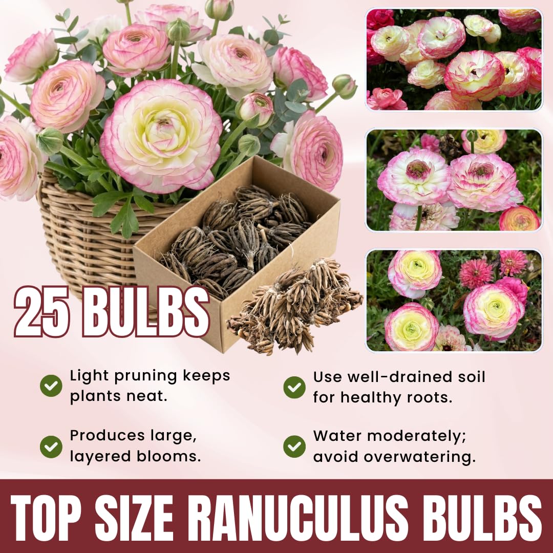 Ranunculus Bulbs, 25 Ranunculus Bulbs, French Peony Style Buttercup Corms, Spring Blooming Garden Flowers, Vibrant Flower Plant (Rare Pink Ranunculus)