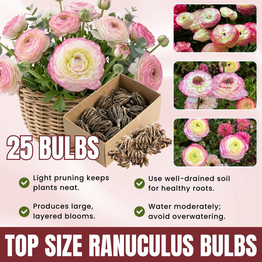 Ranunculus Bulbs, 25 Ranunculus Bulbs, French Peony Style Buttercup Corms, Spring Blooming Garden Flowers, Vibrant Flower Plant (Rare Pink Ranunculus)