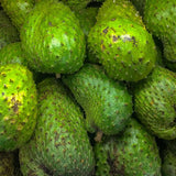 Soursop Tree Live Plant, Tropical Soursop Fruit Tree 8-10 Inch Tall, Annona Muricata Guanabana Seedling, Ready to Grow Outdoor