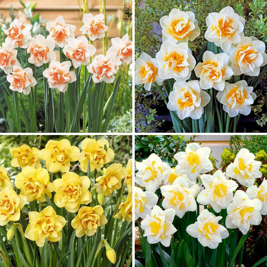 10 Random Daffodil Bulbs, Perennial Spring Flower, Narcissus Bulbs for Outdoor Garden