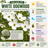 White Dogwood Tree Plant Live, Flowering Dogwood Plant 6-12 Inches Tall in Quart Pot, Hardy Ornamental Tree for Outdoor Garden