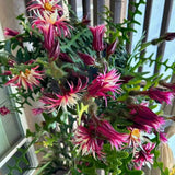 Pink Epiphyllum Orchid Cactus Plant, 4 Inc Potted, Fishbone Cactus Plant
