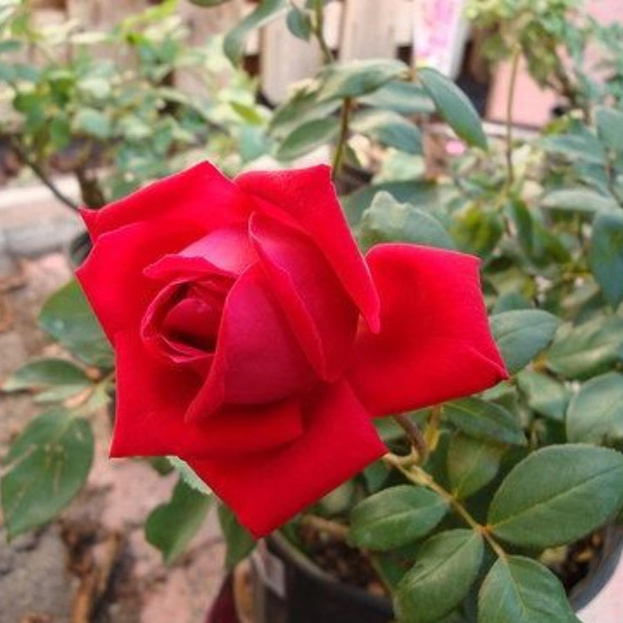 2 Rose Plants Live, Rose Bush Live Plants, Fragrant Rose Flowers, Well Rooted 5-10 Inch Tall, No Pot (Red Rose)