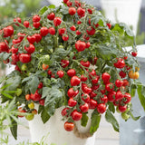 Tomato Cherry Red Plant Live, Vegetable Live Plant in 4'' Pot, 8-10 Inches Tall, Outdoor Growing