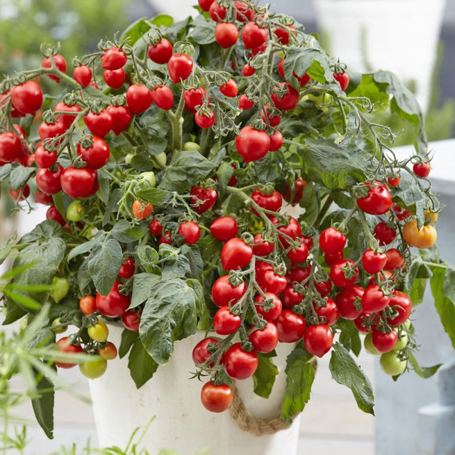 Tomato Cherry Red Plant Live, Vegetable Live Plant in 4'' Pot, 8-10 Inches Tall, Outdoor Growing