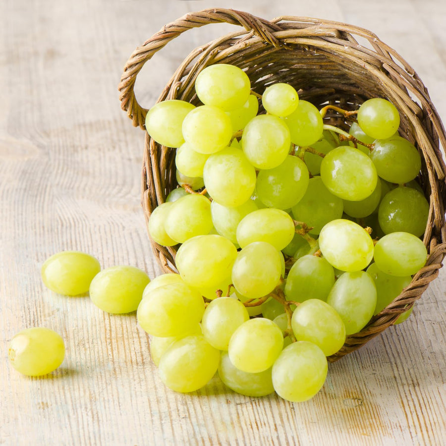 Grape Vine Plant Live for Planting, Grape Plant Live Grape Tree 1 to 2 Years Old, Grape Fruit Tree for Planting, Well-Rooted (Green Grape)