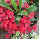 Live Red Crown of Thorns Plant, Hardy Crown of Thorns Succulent, 4 Inch Pot for Outdoor or Indoor Growing