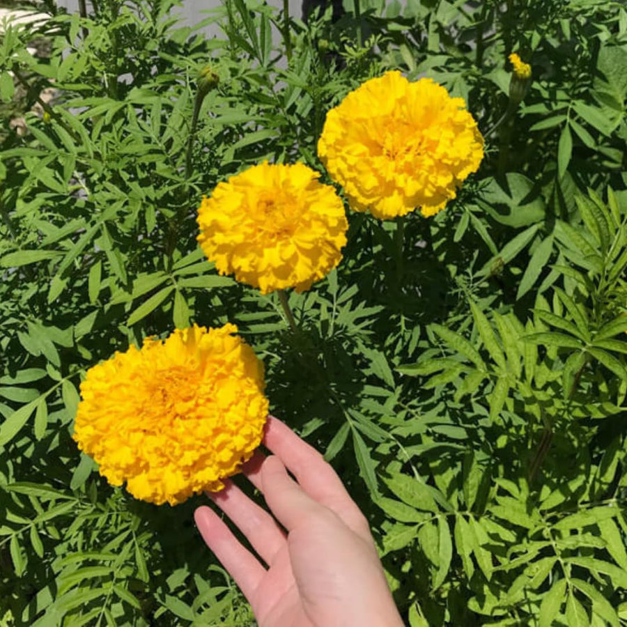 Live Marigold Plants for Outside, Yellow Marigold Live Plants Pot 4'' Perennial Blooming Flower, Zone 2 to 11