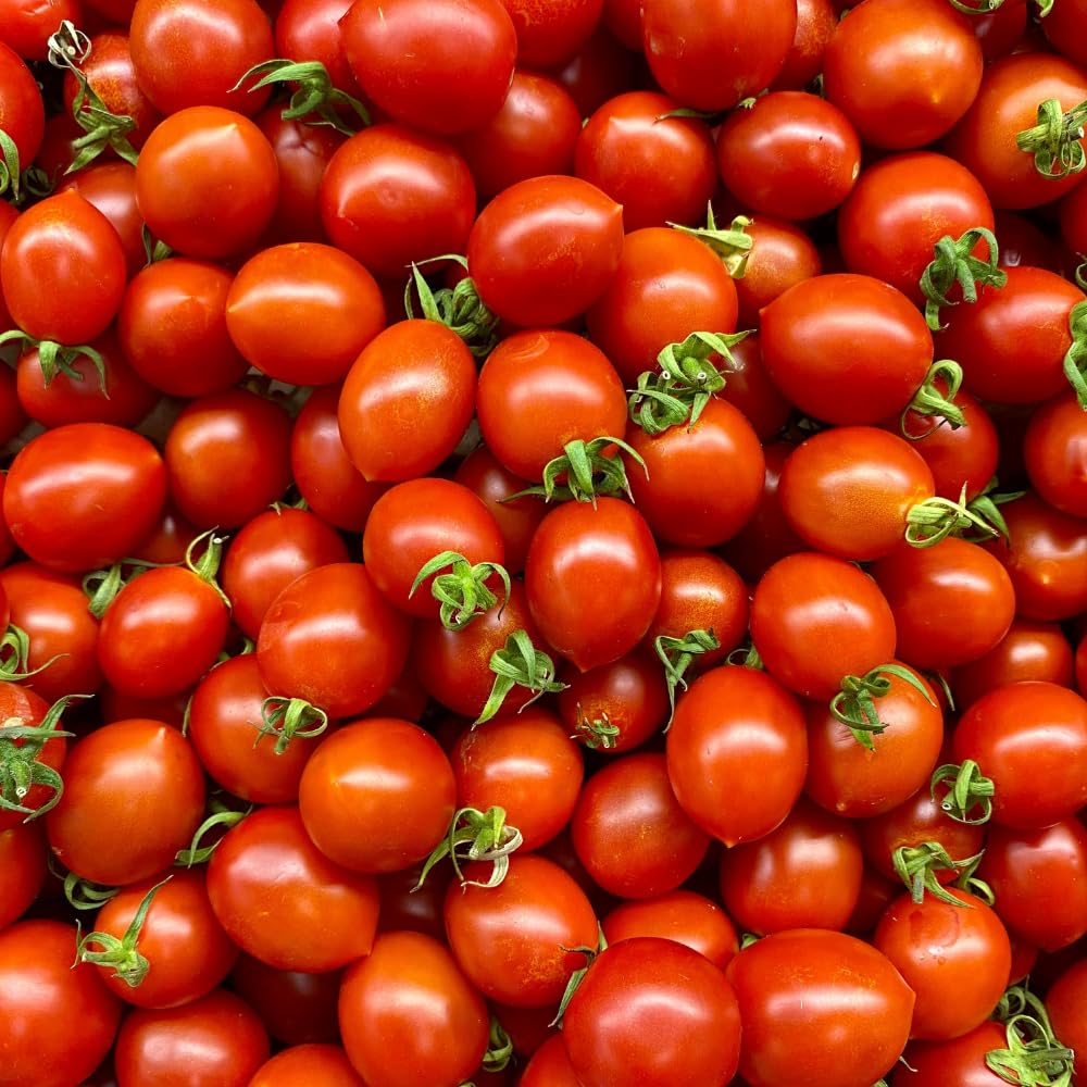 Red Cherry Tomato Live Plant, Tomato Plant Live, Sweet Tomatos Fruit, 8-10 Inches Tall in 4 Inch Pot for Indoor Outdoor Planting