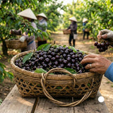 Pack 2 Black Cherry Trees Live Plants, Sweet Cherry Plant Live, Sweet Fruit Tree Plants, Wild Black Cherry Tree from 1 Feet Tall, Easy to Plant