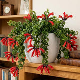 Aeschynanthus Curly Lipstick Plant Live in 4" Pot, Red Twisted Lipstick Houseplant Trailing for Indoor Decor