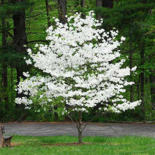 Dogwood Tree Live Plant, White Dogwood Trees Seedling from 8 to 10 Inches Height, White Ornamental and Cold Hardy, Quart Pot